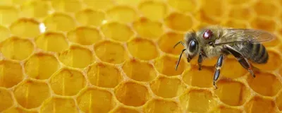 Honeybee with varroa mite sitting on honeycombs Honeybee with varroa mite sitting on honeycombs